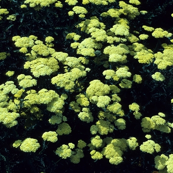 Achillea 'Flowers of Sulphur' 