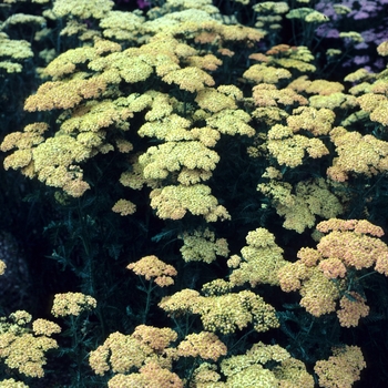 Achillea 'Forncett Fletton' 