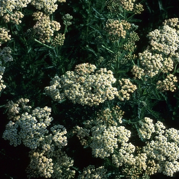 Achillea 'Great Expectations'