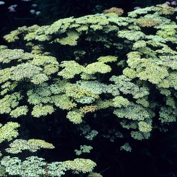 Achillea millefolium 'Hannelore Pahl' 