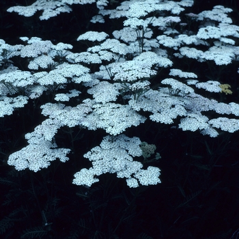 Achillea filipendulina 'Heinrich Vogeler'