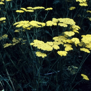 Achillea filipendulina 'Helios'