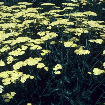 Achillea 'Johan Kapper'