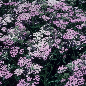 Achillea millefolium 'Lilac Beauty'