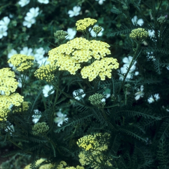 Achillea filipendulina 'Martina'