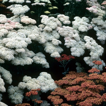 Achillea 'McVitie'