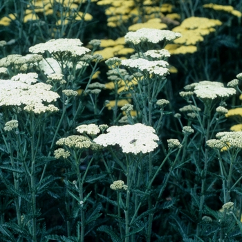 Achillea filipendulina 'Mondpagode'