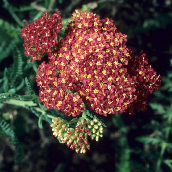 Achillea 'Nakuru'