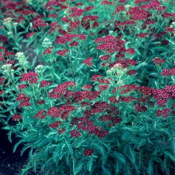 Achillea millefolium 'Summer Wine'