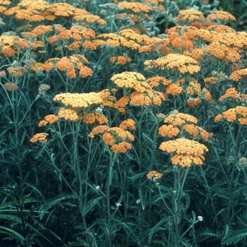 Achillea millefolium 'Terra Cotta'