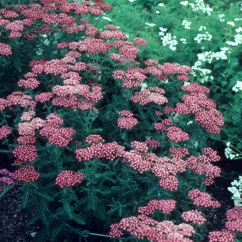 Achillea 'Tetra'