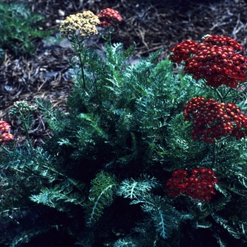 Achillea 'The Beacon'