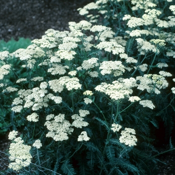 Achillea clypeolata 'Theo Ploeger'