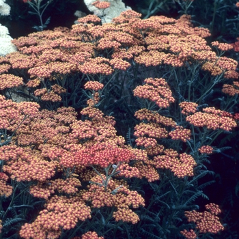 Achillea millefolium 'Walther Funcke' 