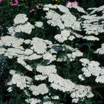 Achillea 'White Wonder' 