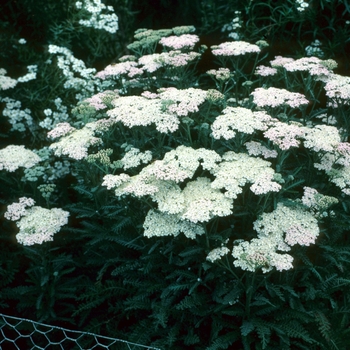 Achillea 'Zartenzwerg' 