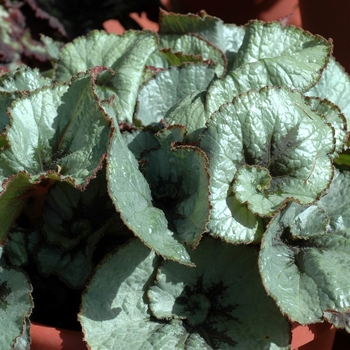 Begonia rex-cultorum