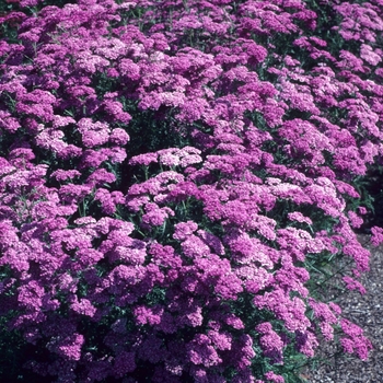 Achillea millefolium 'Kelwayi' 