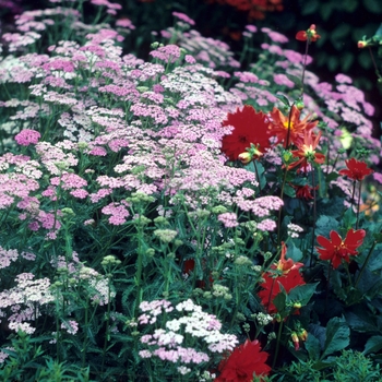 Achillea millefolium 'Rose Beauty'