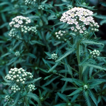 Achillea sibirica 