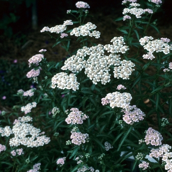 Achillea sibirica 'Kiku-San' 