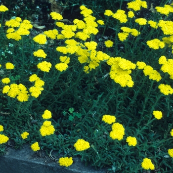 Achillea tomentosa 