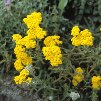 Achillea x lewisii 'King Edward'