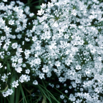 Achillea vermicularis