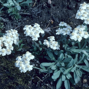 Achillea wilczekii 