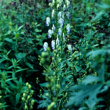 Aconitum x cammarum 'Bicolor' 