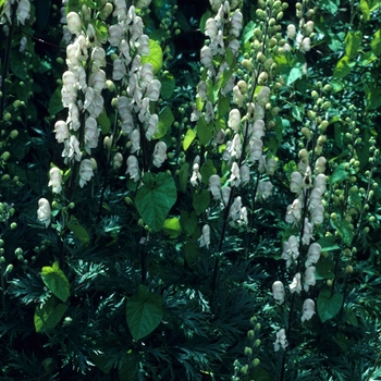 Aconitum napellus 'Carneum'