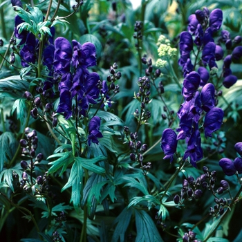 Aconitum 'Bressingham Spires' 