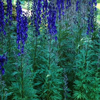 Aconitum napellus 'Newry Blue' 