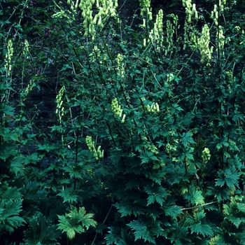 Aconitum reclinatum