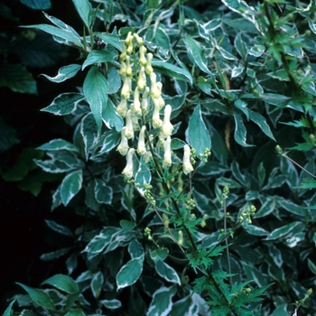 Aconitum vulparia