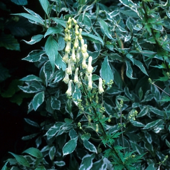 Aconitum vulparia 