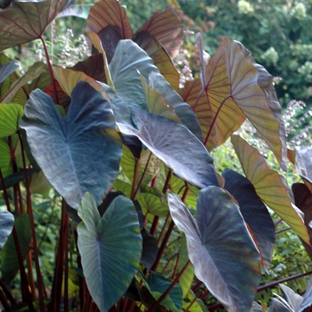 Alocasia 'Purple'