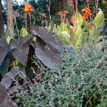 Salvia 'Phyllis Fancy'