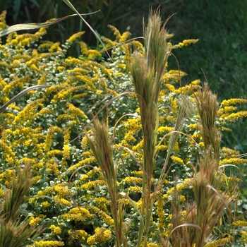 Andropogon glomeratus