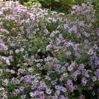 Aster novi-belgii 'Wood's Blue' 