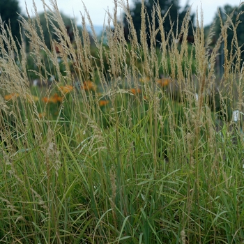 Calamagrostis canadensis