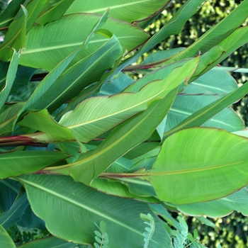 Canna musifolia