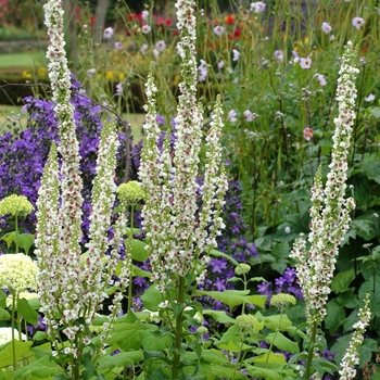 Verbascum chaixii