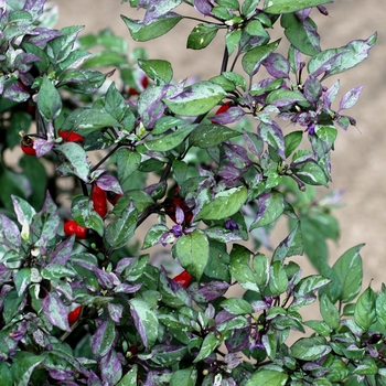 Capsicum annuum 'Variegatum' 