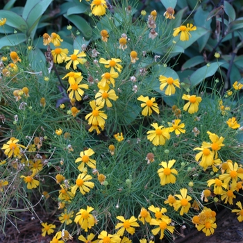 Helenium amarum 'Dakota Gold'