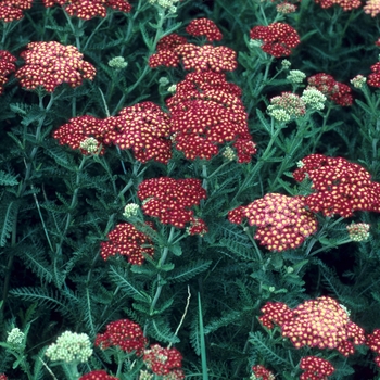 Achillea millefolium 'Rosea' 