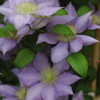 Clematis 'Cezanne™' 'PP15166