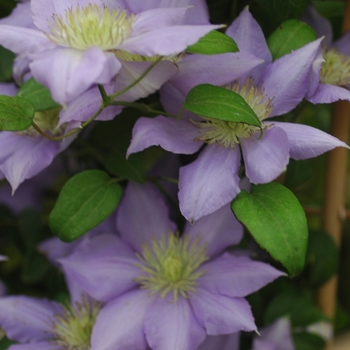 Clematis 'Evipo023' 'PP15166