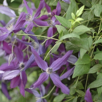 Clematis 'Harlow Carr' 