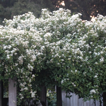 Clematis terniflora 